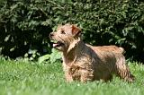 NORFOLK TERRIER 091